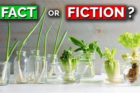 The TRUTH About Regrowing Veggies From Kitchen Scraps