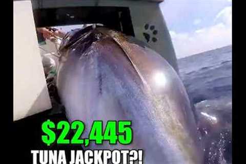 $22,445 Tuna Jackpotl! Captain Britton Lands 3 Giants in One Epic Trip!