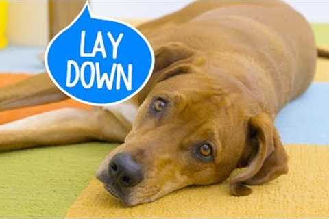 How to Teach a Dog to Lay Down | Chewy