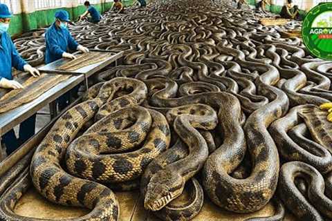 How Indonesia Turns Millions of Snakes into Profit – Inside the Giant Food Factory