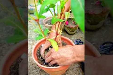Petals and Posies: Expert Flower Gardening Tips and Tricks #gardening #shorts #flowers