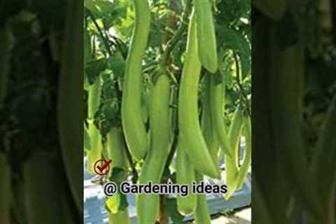 Gardening ideas for home | Gardening Hacks you must know | grow a garden |Gardening ideas #shorts