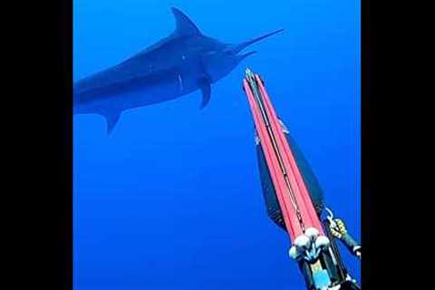 Spearing a GIANT 500lb Marlin #fishing #viral #explore #nature #fish #marlin #spearfishing #trending