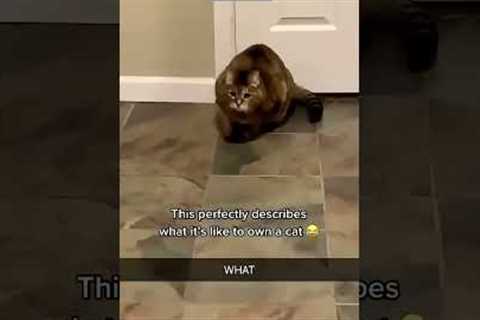 Cat videos ❤️ Kitten meowing 🐈‍⬛ # #4795