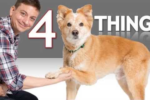 If Your Dog can Shake You Won't Believe What Else He can Do!