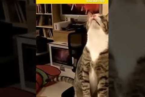 How to train your cat | Cat tricks | Cat training | #shorts #cat #cutecat #viral #nicecat