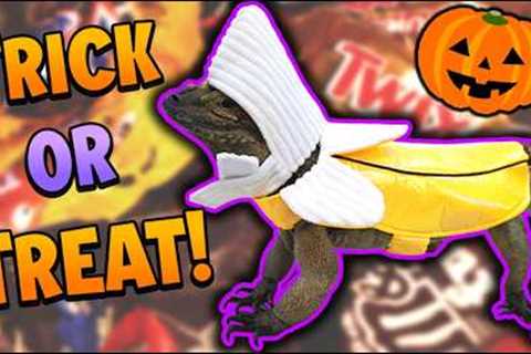 Our Reptiles go Trick-or-Treating for Halloween!