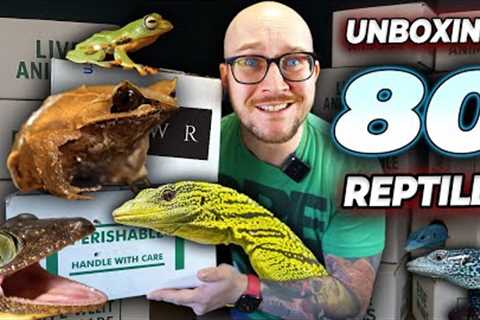 Unboxing 80 Pet Reptiles