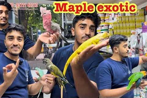 maple exotic new video super tamed birds available #exotic #pets #bird #parrot #macaw 