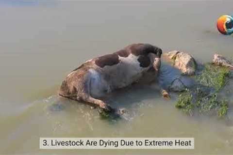 Agricultural Collapse: How Extreme Weather Threatens Global Food Supplies