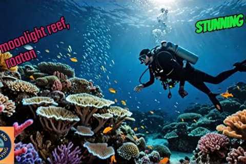 Scuba diving at Roatan's Moonlight Reef in 4k with gopro hero 8 🌊