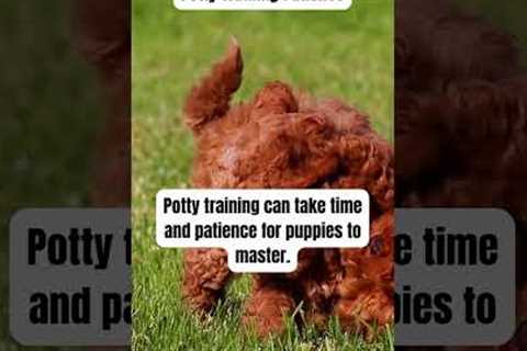 Puppy Potty Training Tips