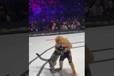 Big Fight cat VS Monkey #ufcanimalfight #soraai #sora #shorts #shortsfeed #trending #animalfights