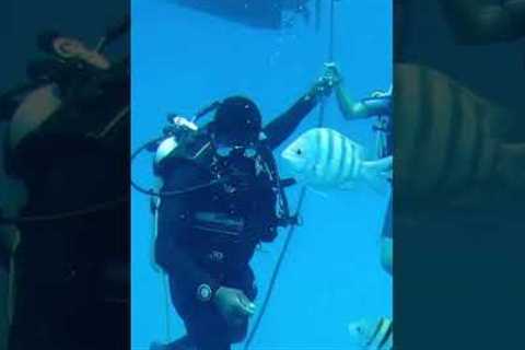 Scuba Diving #royaltoursvacations #experience #discover #explore #adventure #travel #caribbean