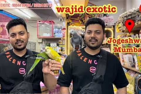 wajid exotic new update video exotic birds available #exotic #birds #conure #parrot #lovebirds 