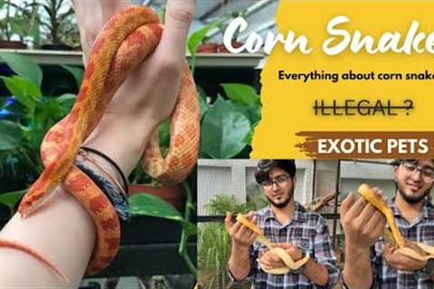 Corn snake 🐍 as a pet in India 😳Telugu | Hyderabad exotic pets | Hyderabad hamsters