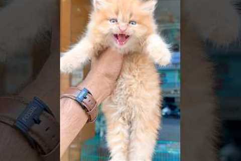 Kitten meowing to attract cats 😻 / Cat sound | Cat Voice | Cat videos | Persian cat | Cats | Kitten