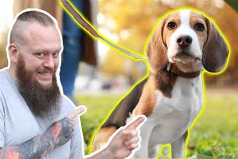 How To Train Young PUPPIES To WALK TO HEEL