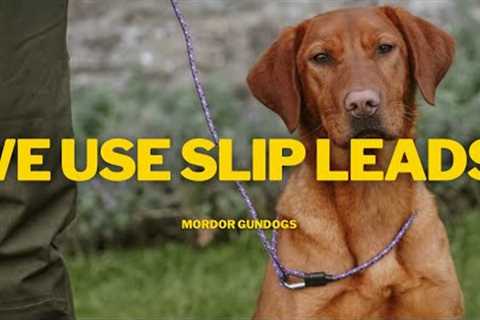 A Dog Trainer's Guide To Leads: What Works &amp; What Doesn't