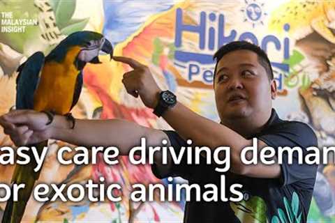 Malaysian children fuelling demand for exotic pets