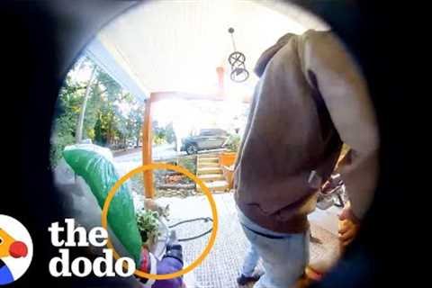 Couple Realizes The Coyote Following Them Isn’t What It Seems | The Dodo