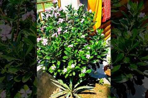 Grow &amp; Flourish: Beautiful Garden Ideas for Your Home #shorts #garden #gardening #flowers