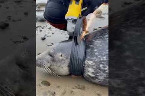 Stranded Seal Saved from Entrapment by Scuba Diver! #rescue#animals#wildlife