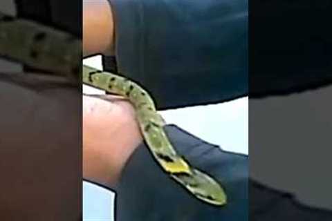 This Snake Can be Your Pet! #snakes  #animalrescue #pets