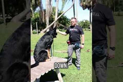 How to Teach Your Dog to Lay Down on Command (FAST!)