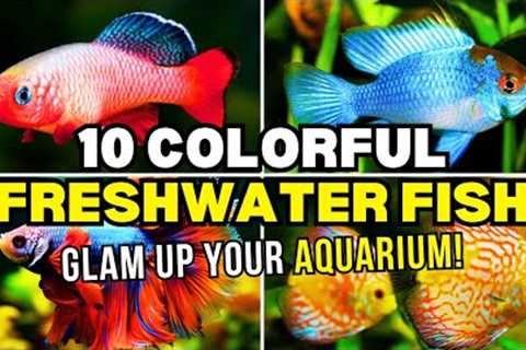 Top 10 Most Colorful Freshwater Fish! | Colorful Fish In Aquarium