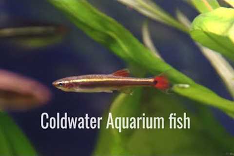 9 types of easy cold water aquarium fish which don't need a heater