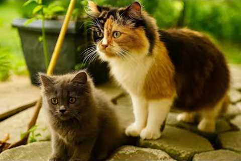 Funny Cat Videos | Best Cute and Adorable Kittens Compilation