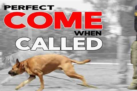 Train Your Dog to COME when CALLED EVERY TIME - Online Dog Training Made Easy