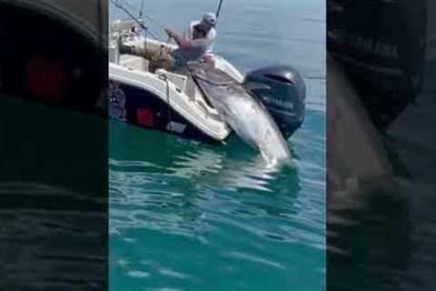 Guys are pulling a monster Bluefin Tuna into their boat!