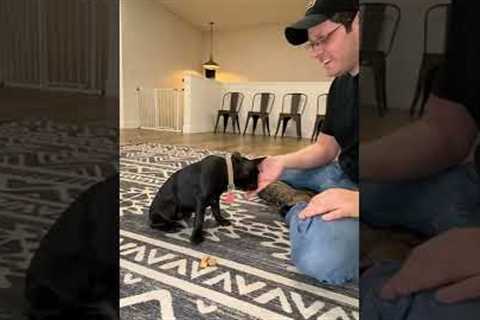 Teaching a puppy to leave it #dogtraining #dogtrainer #puppytraining #puppy