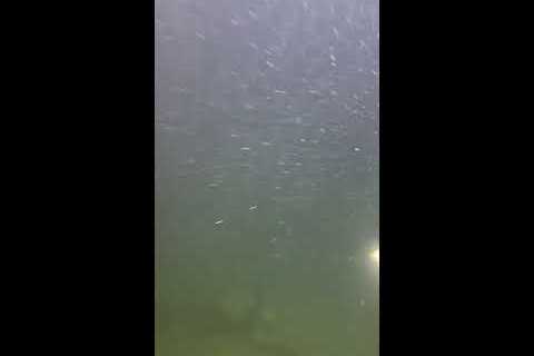LIVE🔴-I catching seafood on the seafloor. Look what I caught.-Z1105-3#fishing #ocean #deepsea..