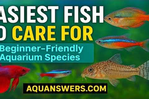 13 Easiest Aquarium Fish for Low-Maintenance Tanks (Perfect for Beginners!)