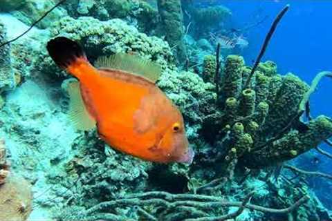 Scuba diving in the Caribbean 2021  77 dives 2 hour underwater relaxation video in 4k