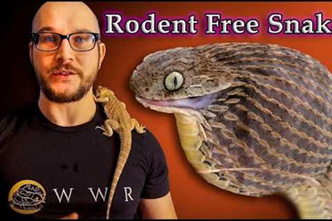 Top 5 Snakes That Don't Eat Rodents