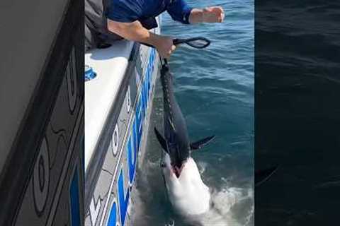 Give Me Back My Tuna! 🦈 #shark #fishing