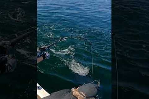 Brutal bluefin tuna action