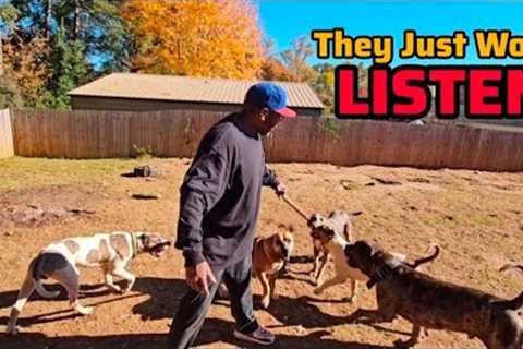 Dog Training Essential: New Dog Owners Need To Hear This