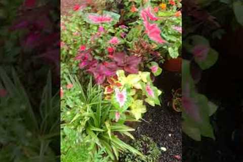Home green garden l garden ideas l garden tips
