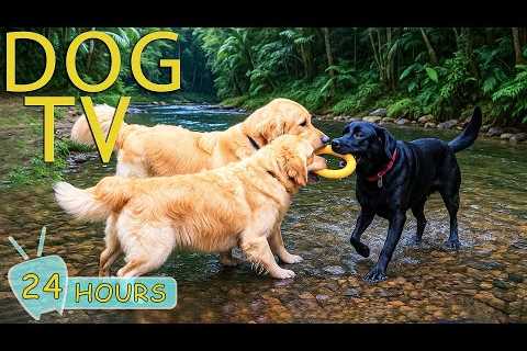 DOG TV: Best Videos Entertain Help Prevent Boredom &amp; Calm Anxiety for Dogs Alone - Music for..