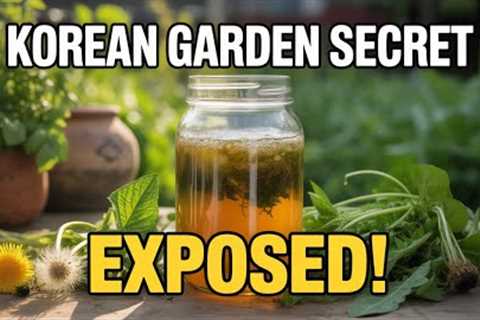 Fermented Plant Juice: A Korean Natural Farming Secret