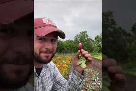 5 Gardening Tips from a Farmer