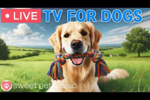 🔴24 Hours of Dog TV🎵🐶Relaxing Dog Music for Sleep🐾🩷Soothing Music to Ease Dog Anxiety and..