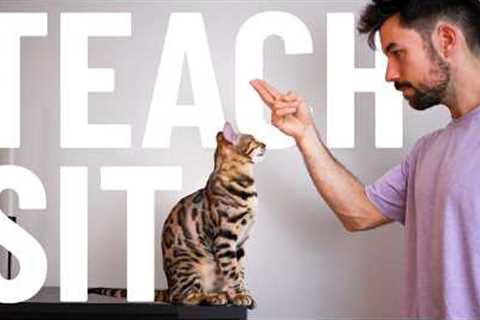 How to Teach Your Cat to SIT - for BEGINNERS - Easy Step-by-Step