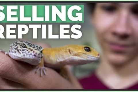 How Much Money I've Made Selling Pet Reptiles