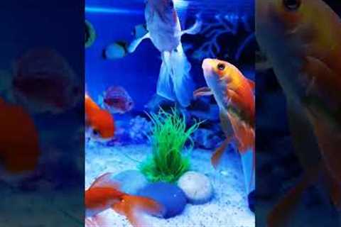 Beautiful Gold fish, Fish Aquarium setup, Gold Fish tank setup. #shorts #viral #fish #aquarium
